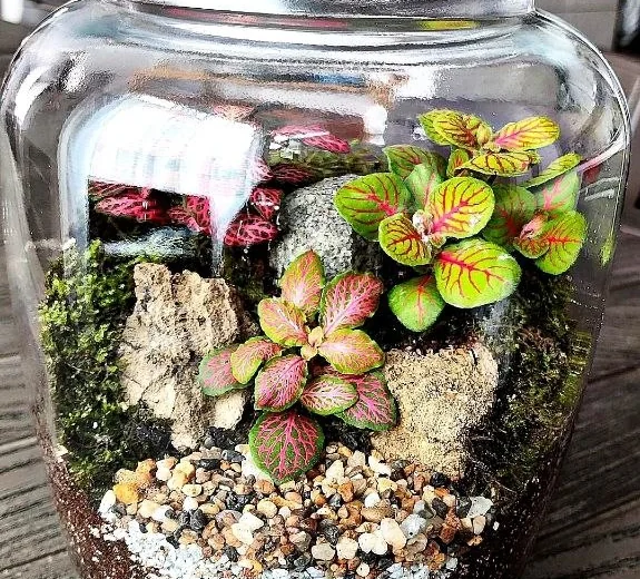 Terrario terminado en un frasco de vidrio, con musgo, rocas y plantas de hojas rosadas y verdes sobre capas de tierra y grava