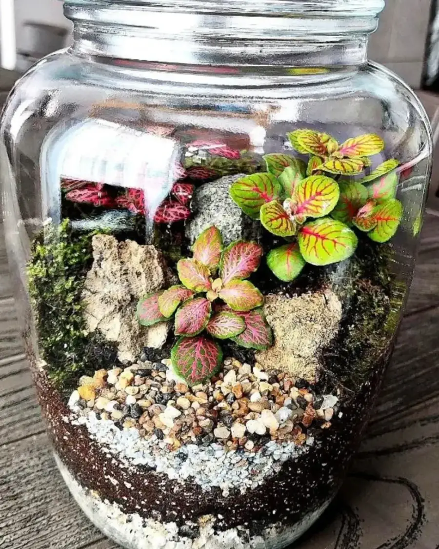 Terrario terminado de La Mini Selva